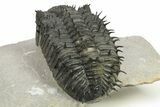 Spiny Drotops Armatus Trilobite - Issoumour, Morocco #289447-4